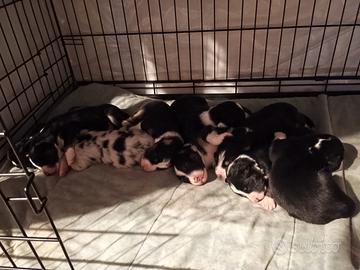 Pastore australiano con pedigree