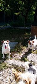 Jack Russell