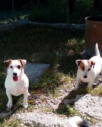 Jack Russell