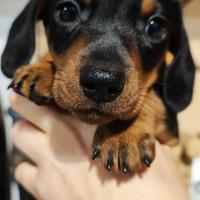Cucciola Bassotto Tedesco Nano a pelo corto