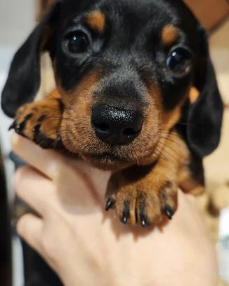 Cucciola Bassotto Tedesco Nano a pelo corto