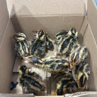 Quaglie da carne e ovaiole