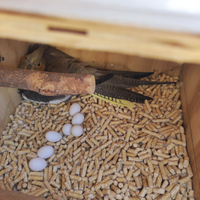 Coppie di #calopsite #riproduttive