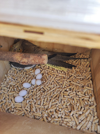 Coppie di #calopsite #riproduttive