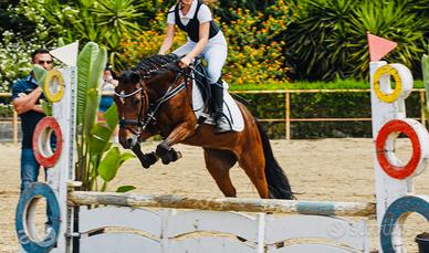 Pony 138cm 11 anni per salto ostacoli