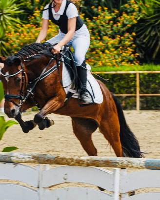 Pony 138cm 11 anni per salto ostacoli