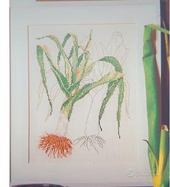 Quadro da ricamare a punto croce 