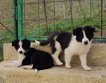Cuccioli di Border Collie