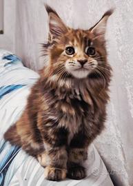 Cuccioli di Maine Coon