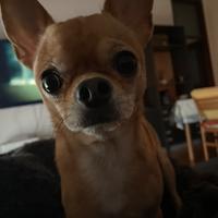 Accoppiamento chihuahua