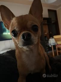 Accoppiamento chihuahua