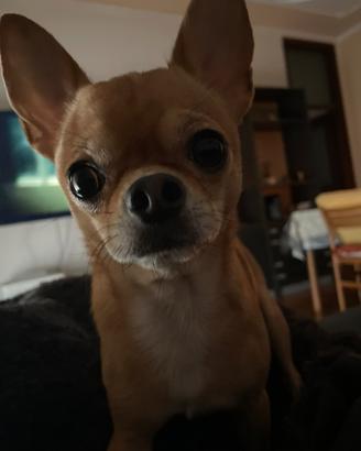 Accoppiamento chihuahua