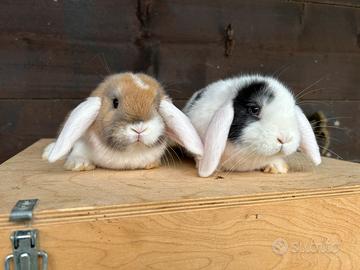 Conigli nani minilop