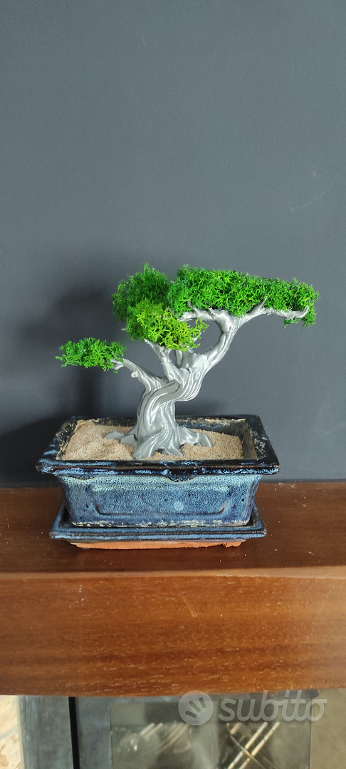 Bonsai Juniperus stabilizzato
