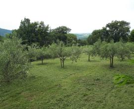 Uliveto con Vista Panoramica