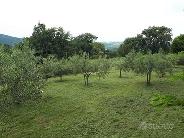 Uliveto con Vista Panoramica