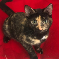 Gattina sterilizzata