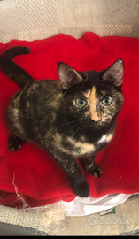 Gattina sterilizzata