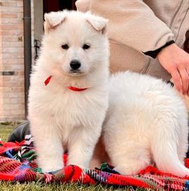 Pastore Svizzero Bianco