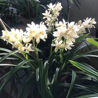 Orchidee cymibidium