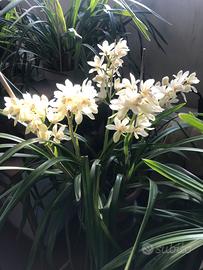 Orchidee cymibidium