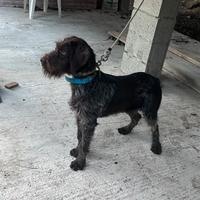 Cucciolone dhraathar