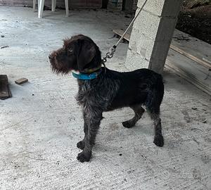 Cucciolone dhraathar