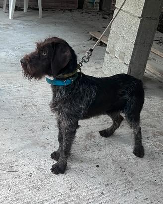 Cucciolone dhraathar