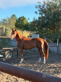 Cavallo quarab