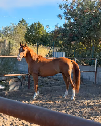 Cavallo quarab