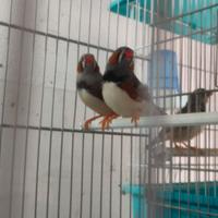 Bengalini razza Gigante