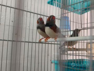 Bengalini razza Gigante