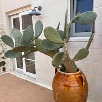 Gestore per Struttura ricettiva-ristorativa