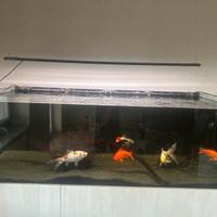 Acquario Top 1800 x 800 x 600