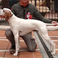 Pointer Inglese disponibile per monte
