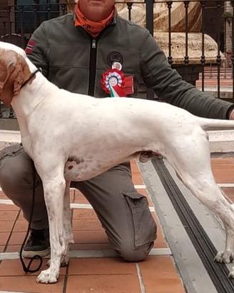 Pointer Inglese disponibile per monte