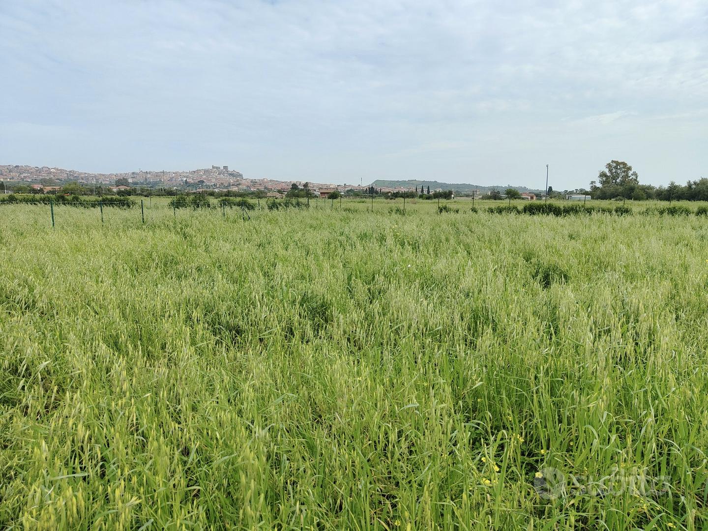 Terreno agricolo mq 7474 Via Margarone Motta - 03M - Vista 4