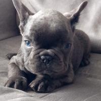 Bulldog francese