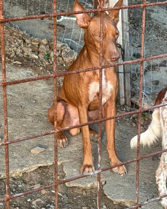 Cani da caccia