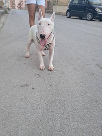 Bull terrier