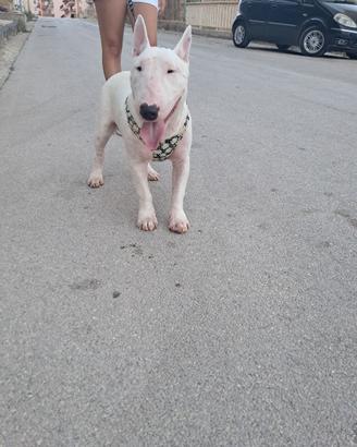 Bull terrier
