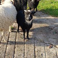 Pecore nane d'ouessant