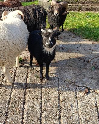 Pecore nane d'ouessant