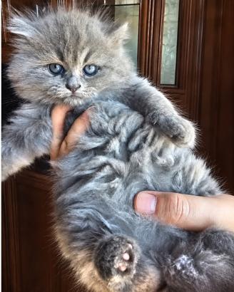 Tenera gattina pelosetta