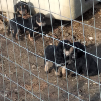 Cuccioli incrocio segugio ita/ drahthaar