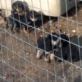 Cuccioli incrocio segugio ita/ drahthaar