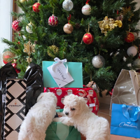 Cucciole di bichon frisè (famiglia del barboncino)