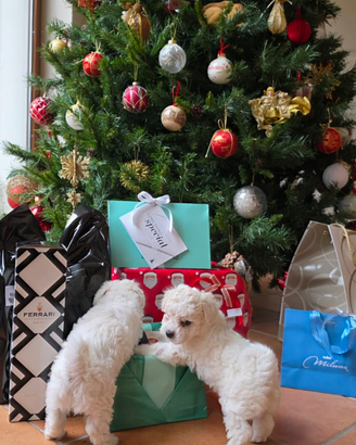 Cucciole di bichon frisè (famiglia del barboncino)