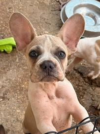 Bulldog francese