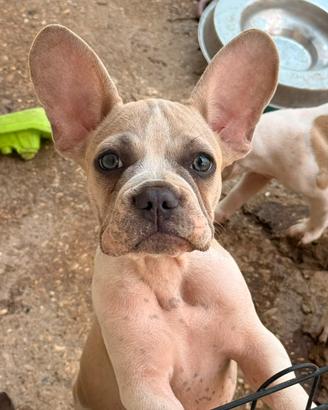 Bulldog francese